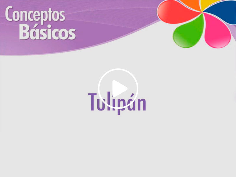 PASO A PASO - TULIPÁN